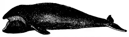 Britannica Whale, B. australis.jpg