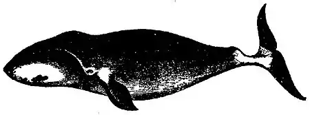 Britannica Whale, Balaena Mysticetus.jpg