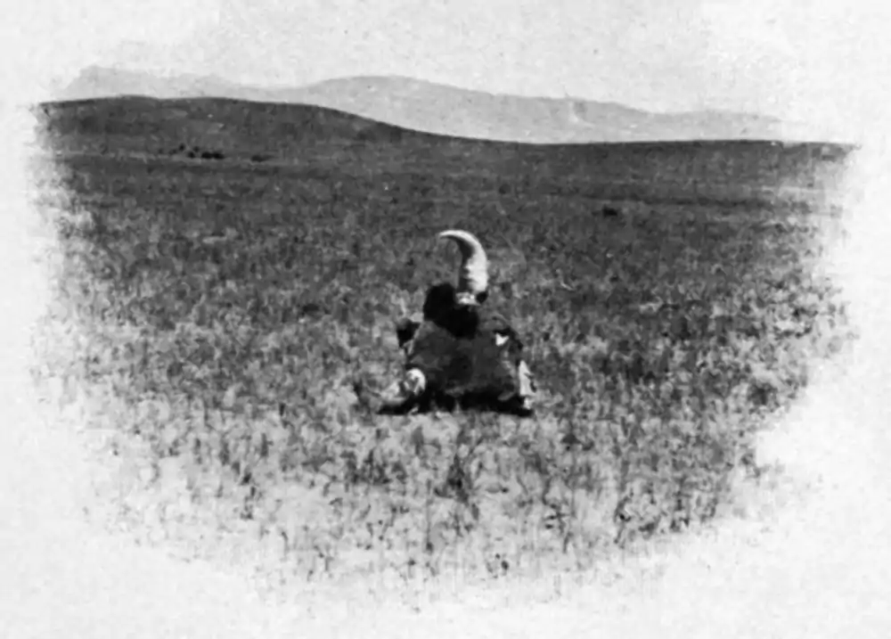 Buffalo Head on Wyoming Plains.png