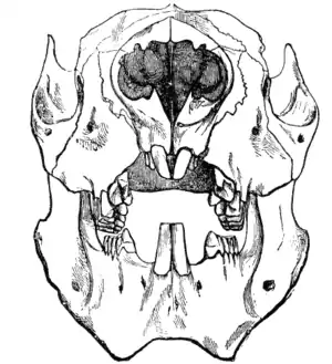 Cambridge Natural History Mammalia Fig 077.png