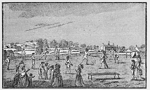 Cricket (Hutchinson) 0285.jpg