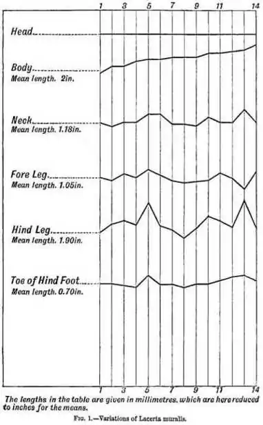 Fig 1 - Variations of Lacerta muralis