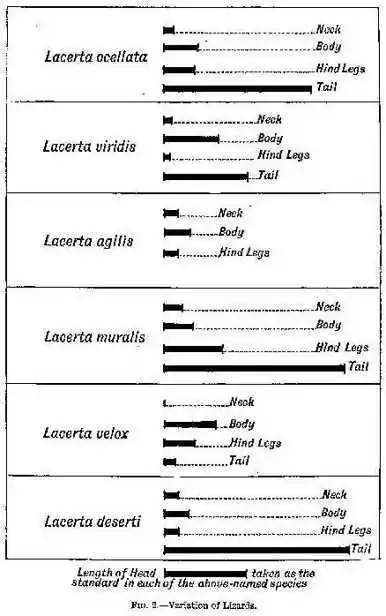 Fig 2 - Variations of Lizards