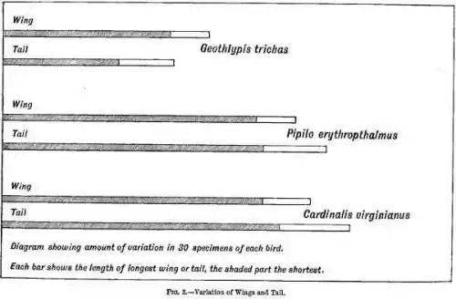 Fig. 3.—Variations of Wings and Tail.