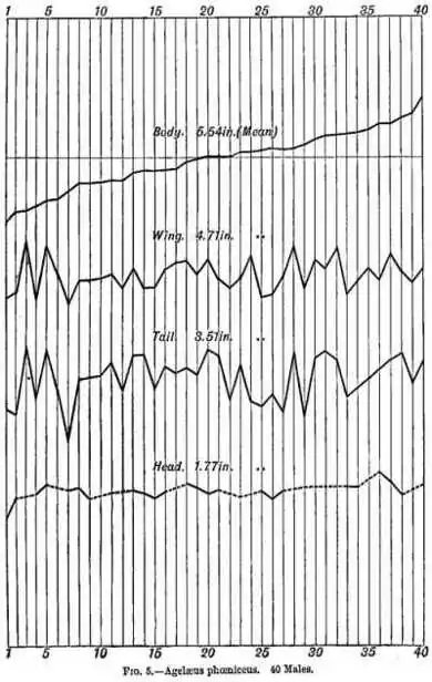 Fig 5 - Alelæus phœniccus. 40 Males.