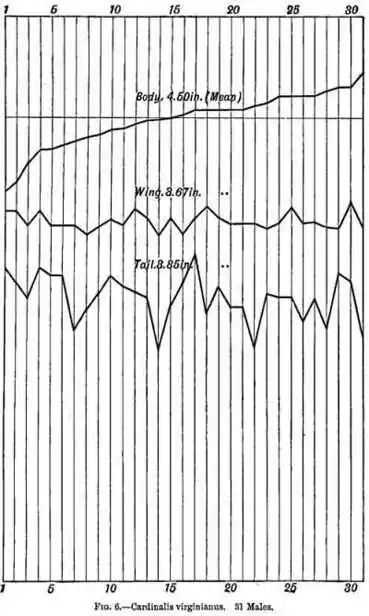 Fig 6.—Cardinalis virginianus. 31 Males.