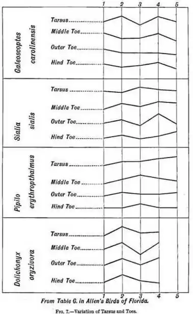 Fig 7.—Variation of Tarsus and Toes.