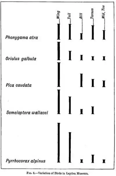 Fig. 8.—Birds in Leyden Museum