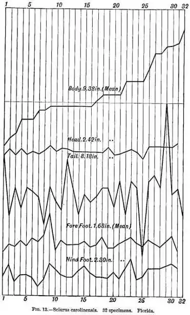 Fig 13.—Sciurus carolinensis. 32 specimens. Florida.