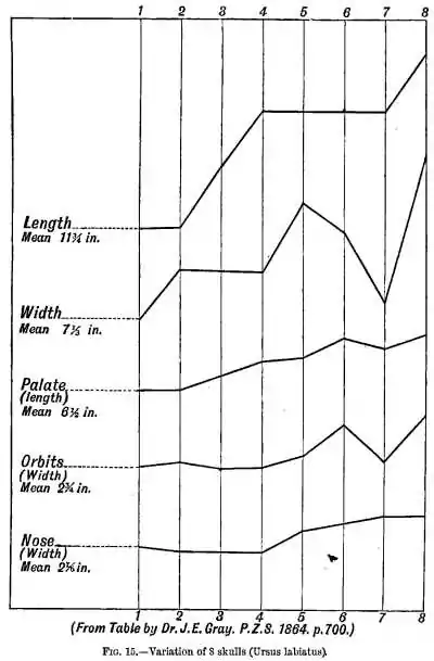 Fig 15. Variation of 8 skulls (Ursus labiatus).