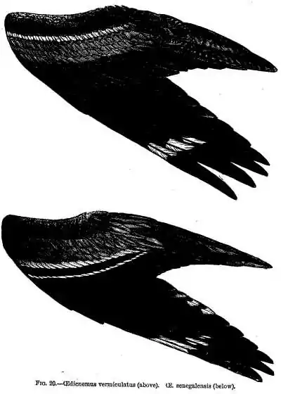 FIG. 20. CEdicnemus venniculatus (above). CE. senegalensis (below).