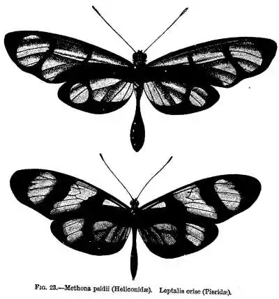 FIG. 23.—Methona psidii (Heliconidæ). Leptalis orise (Pieridæ).