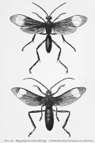 FIG. 26.—Mygnimia aviculus (Wasp). Coloborhombus fasciatipennis (Beetle).