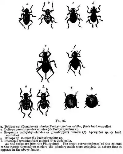 Fig. 27. a. Doliops sp. (Longicorn) mimics Pachyrhynchus orbifae, (b) (a hard curculio). c. Doliops curculionoides mimics (d) Pachyrhynchus sp. e. Scepastus pachyrhynchoides (a grasshopper), mimics (f) Apocyrtus sp. (a hard curculio). g. Doliops sp. mimics (h) Pachyrhynchus sp. i. Phoraspis (grasshopper) mimics (k) a Coccinella. All the above are from the Philippines. The exact correspondence of the colours of the insects themselves renders the mimicry much more complete in nature than it appears in the above figures.