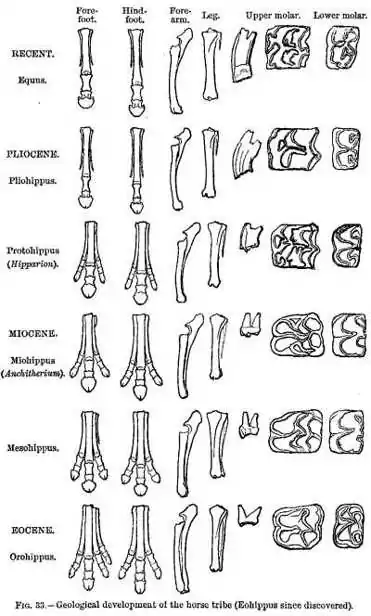 FIG. 33.—Geological development of the horse tribe (Eohippus since discovered).