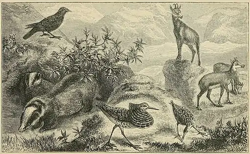 THE ALPS OF CENTRAL EUROPE, WITH CHARACTERISTIC ANIMALS.