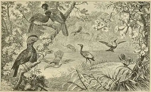 A FOREST SCENE ON THE UPPER AMAZON, WITH SOME CHARACTERISTIC BIRDS.