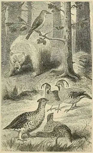 SCENE IN CALIFORNIA, WITH SOME CHARACTERISTIC BIRDS.