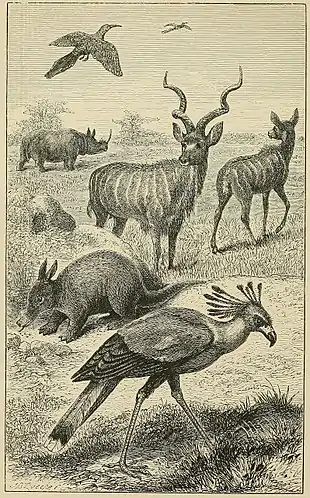 CHARACTERISTIC ANIMALS OF EAST AFRICA.