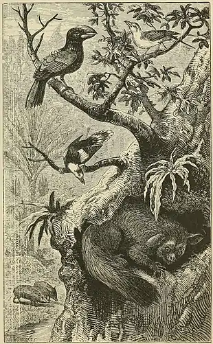 SCENE IN MADAGASCAR, WITH CHARACTERISTIC ANIMALS.