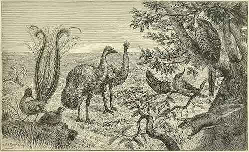 THE PLAINS OF NEW SOUTH WALES, WITH CHARACTERISTIC ANIMALS.