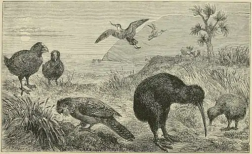 SCENE IN NEW ZEALAND, WITH SOME OF ITS REMARKABLE BIRDS.