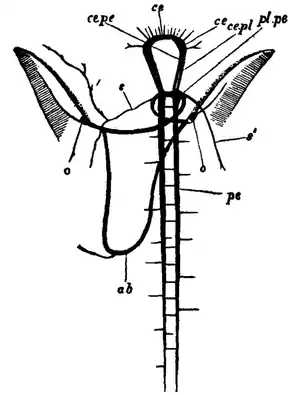 EB1911-Gastropoda 10.png