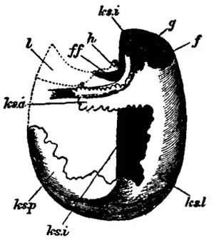 EB1911-Gastropoda 12.png