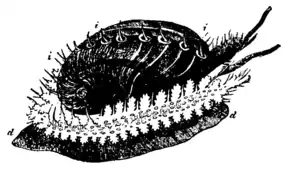 EB1911-Gastropoda 15.png