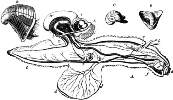 EB1911-Gastropoda 28.png