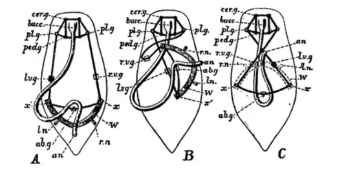 EB1911-Gastropoda 3.png