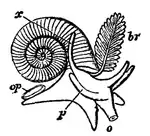 EB1911-Gastropoda 30.png