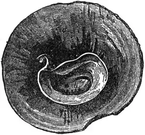 EB1911-Gastropoda 31.png