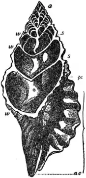 EB1911-Gastropoda 33.png