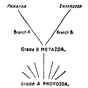 Grade A. Protozoa. Grade B. Metazoa. Branch A: Parazoa. Branch B. Enterozoa.