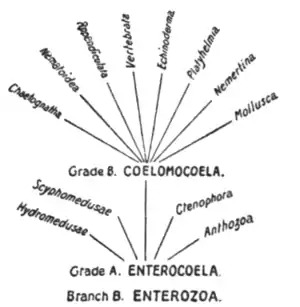 EB1911-Zoology-1033-diagram 2.png