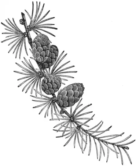 EB1911 - Branchlet of Larch (Larix europaea).jpg