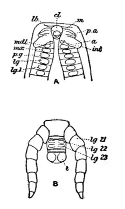 EB1911 - Centipede Fig. 1.png