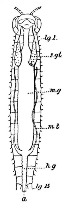 EB1911 - Centipede Fig. 3.png