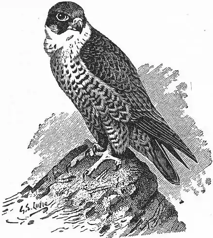 EB1911 - Falcon - Fig. 1.—Peregrine Falcon.jpg