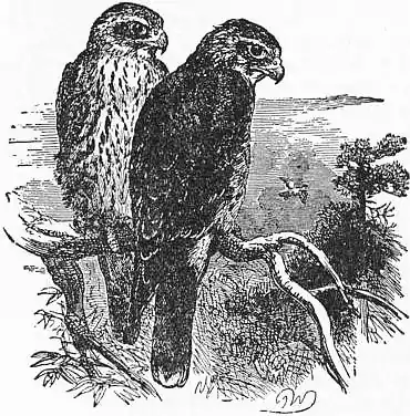 EB1911 - Falcon - Fig. 2.—Merlin.jpg