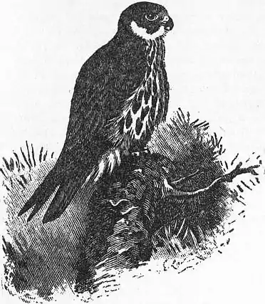 EB1911 - Falcon - Fig. 3.—Hobby.jpg