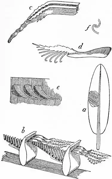 EB1911 - Feather-Barbs.jpg