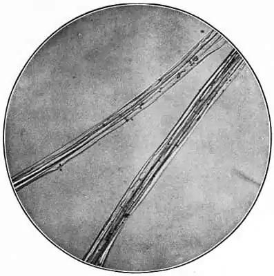 EB1911 - Fibres - Fig. 1.jpg