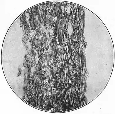 EB1911 - Fibres - Fig. 12.jpg