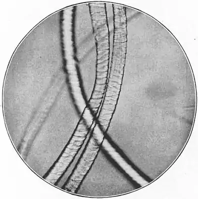 EB1911 - Fibres - Fig. 4.jpg