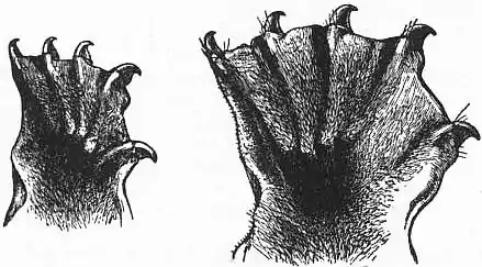 EB1911 - Galeopithecus.jpg