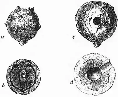 EB1911 - Galls Fig. 1.jpg