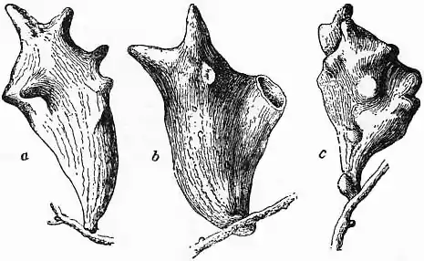 EB1911 - Galls Fig. 2.jpg