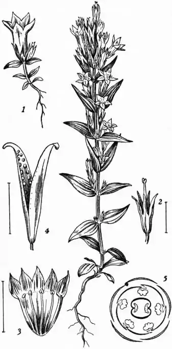 EB1911 - Gentianaceae Amarella.jpg